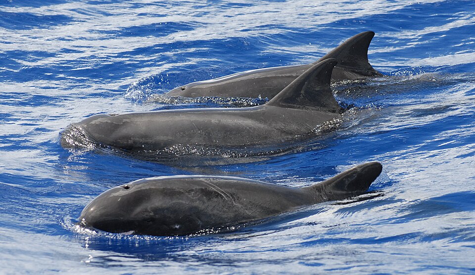 pygmy killer whale