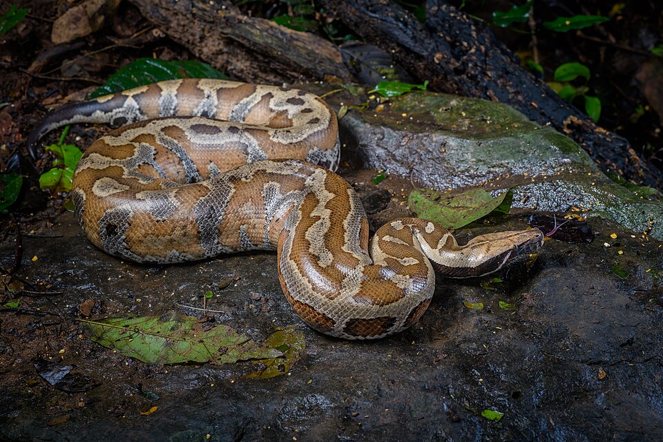 Blutpython