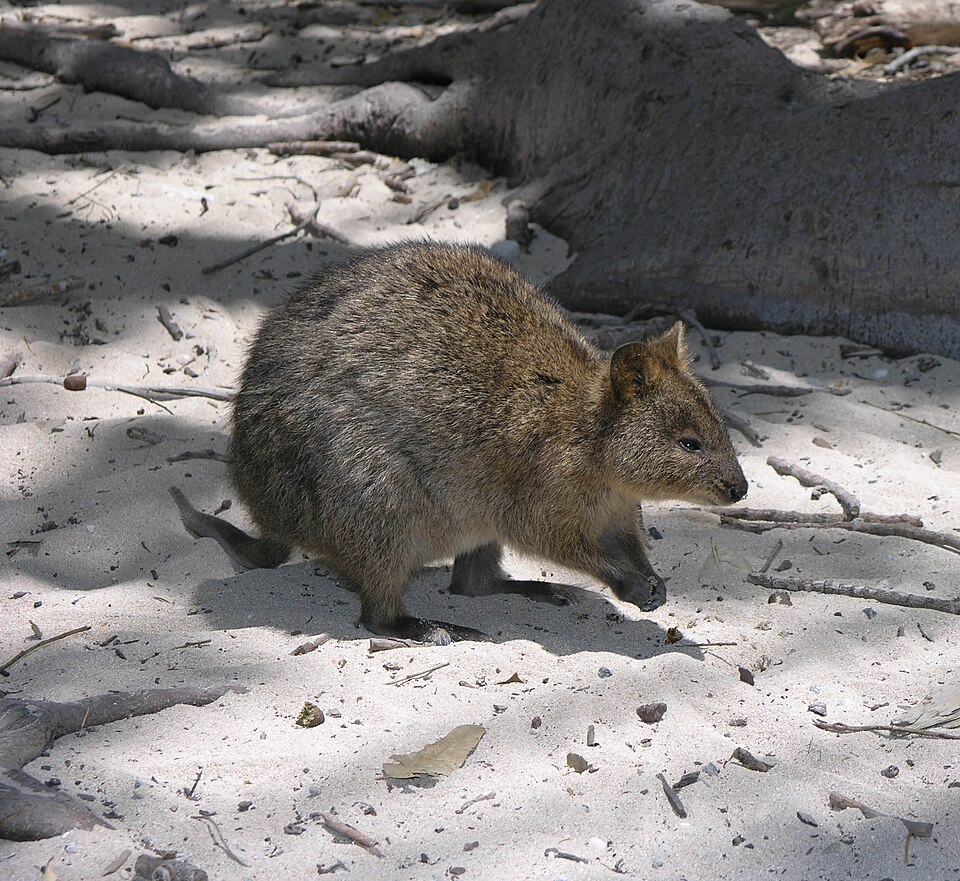 quokka