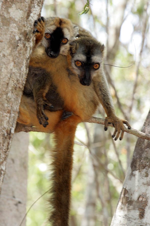 Red-fronted lemur