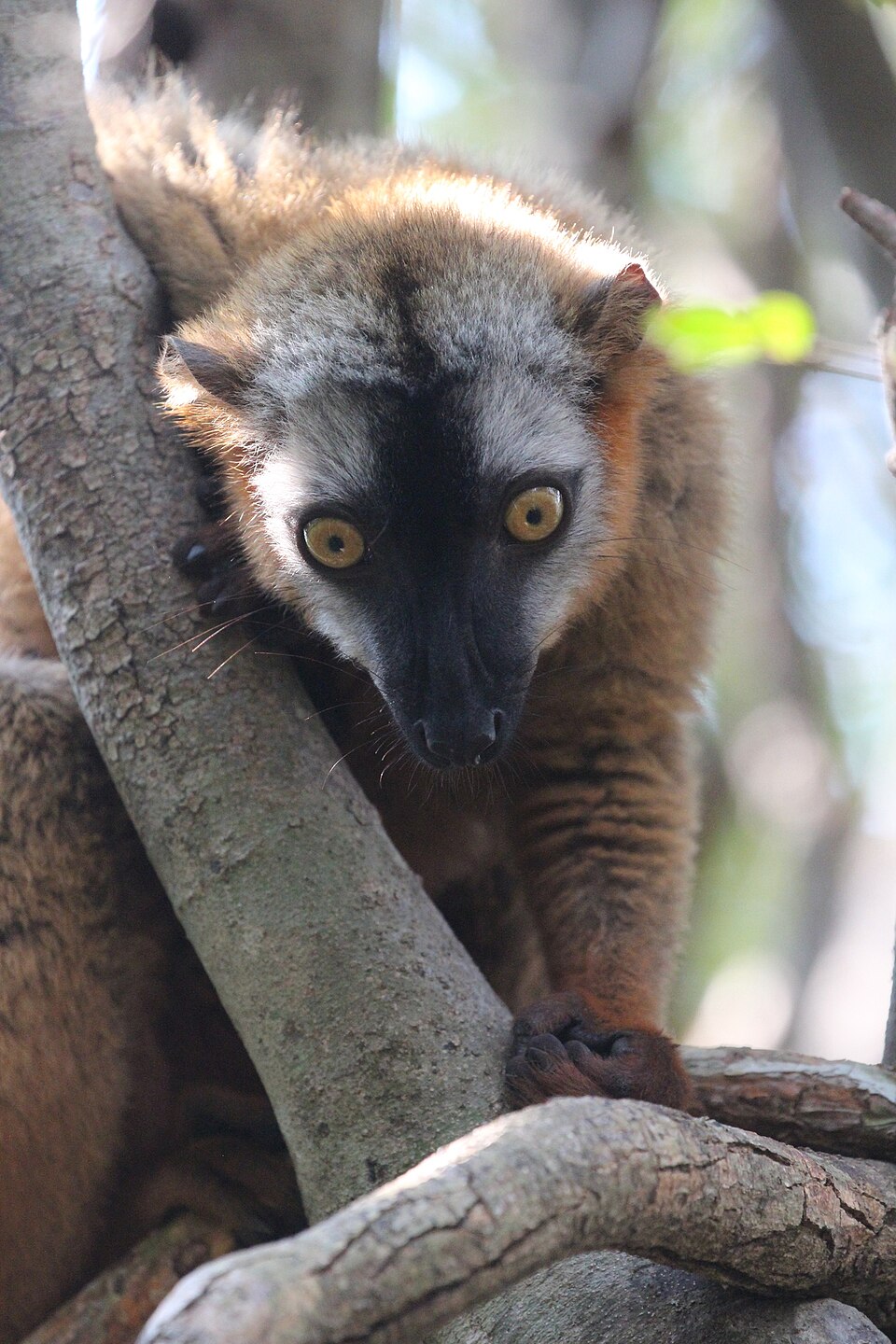 Red lemur