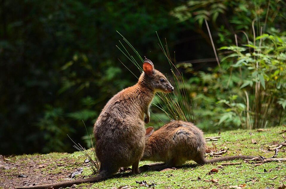 Red-necked pademelon