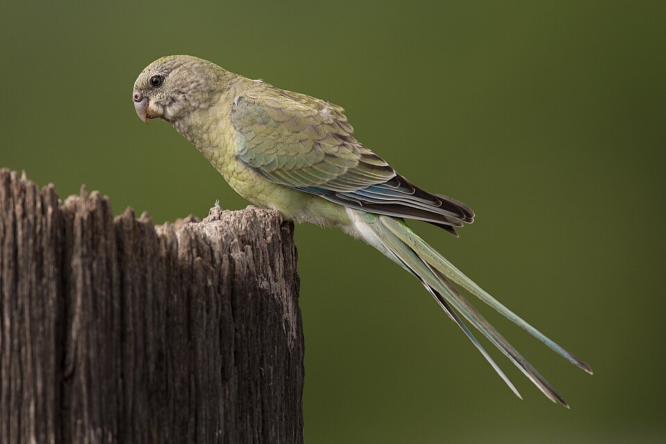 Red-rumped Parrot