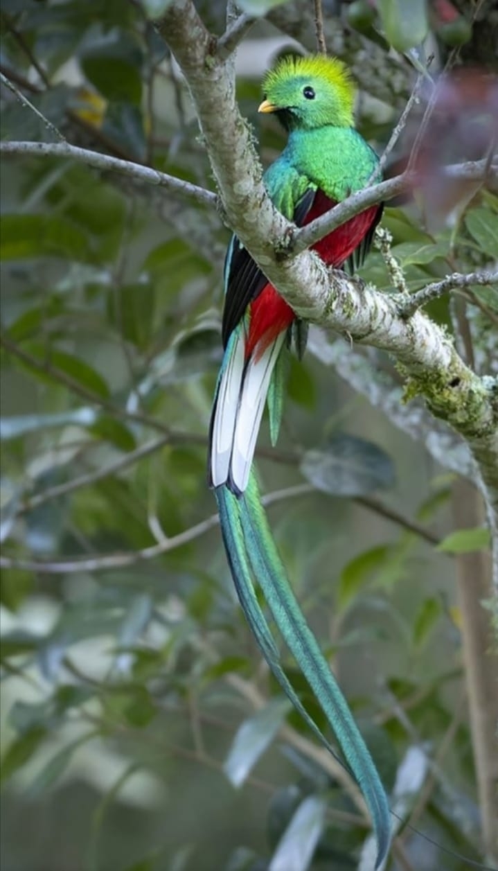 Resplendent quetzal
