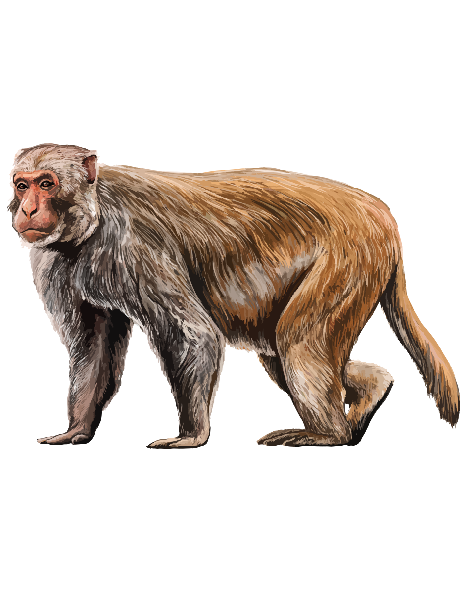 rhesus macaque