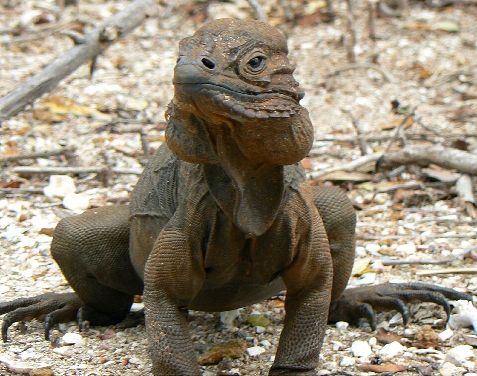 rhinoceros iguana