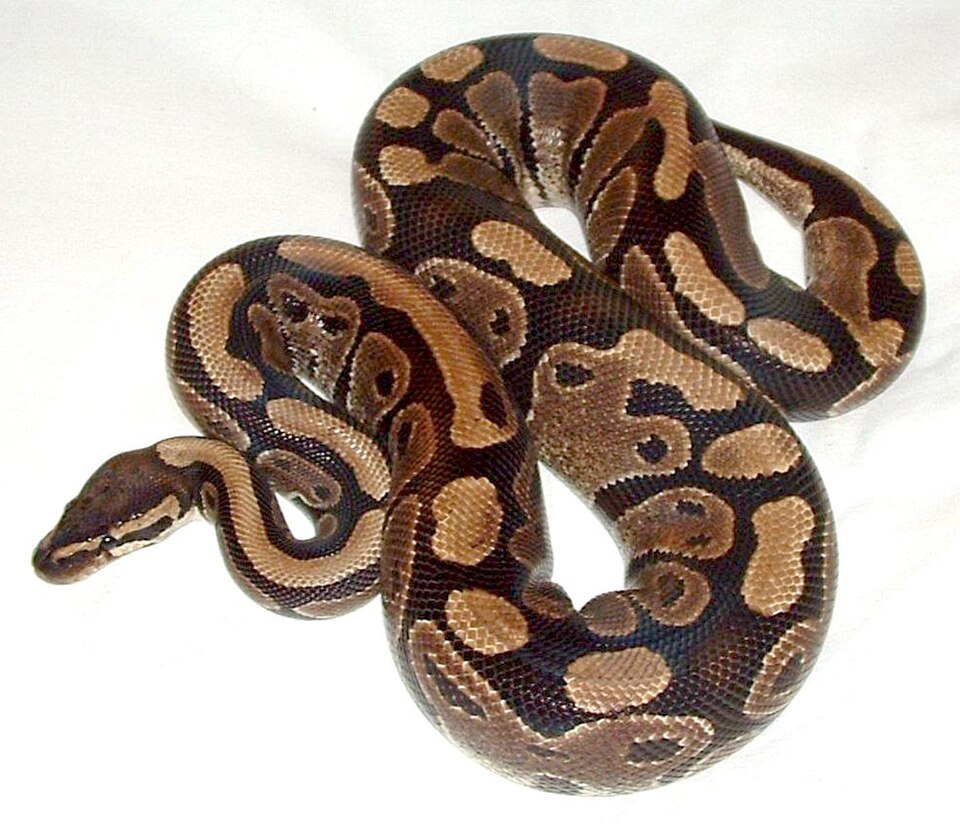 Royal python
