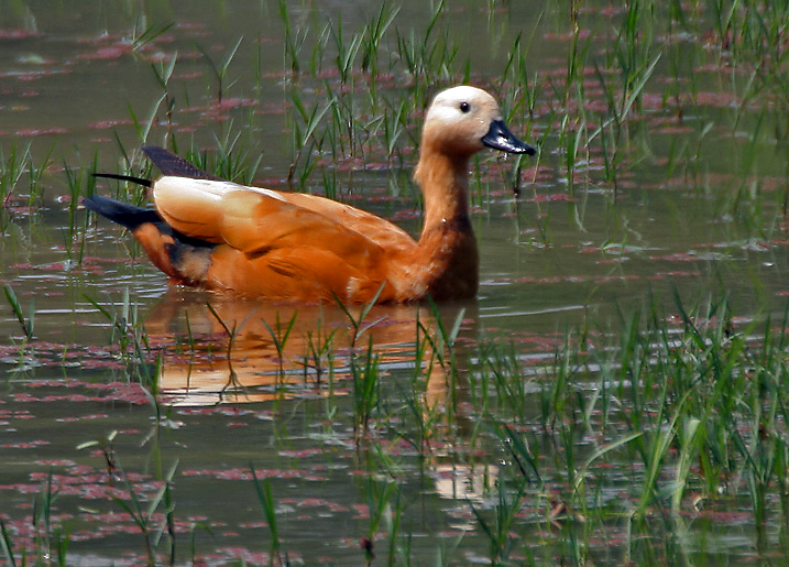 Ruddy Shelduck