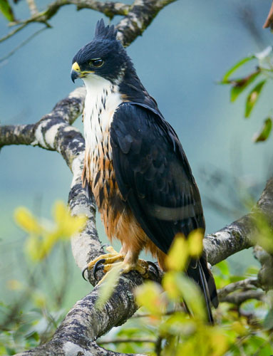 Rufous-bellied Hawk-Eagle