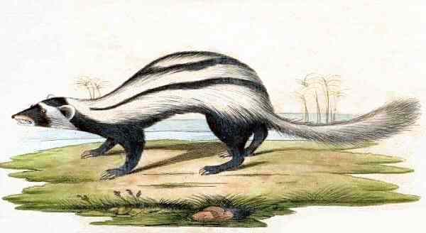 Saharan striped polecat