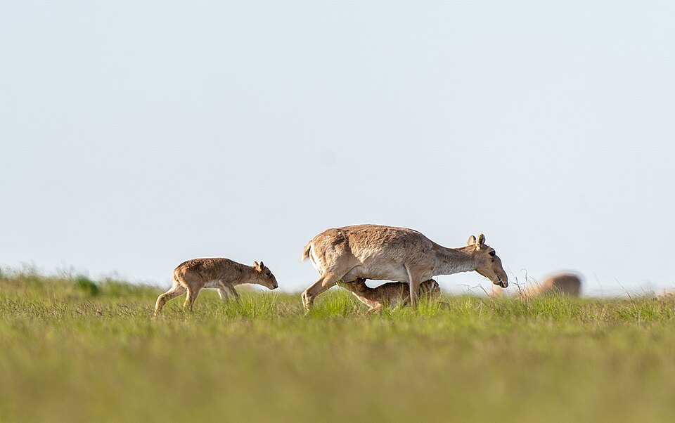 Saiga