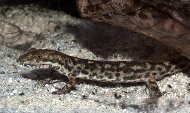 Sardinian brook salamander