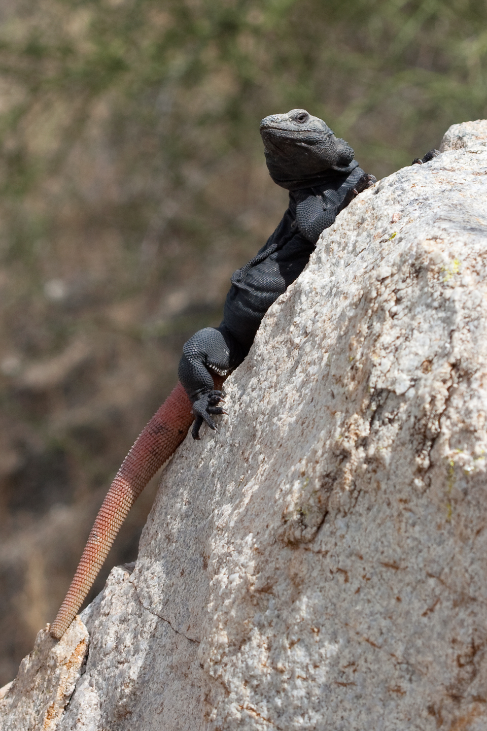 Chuckwalla