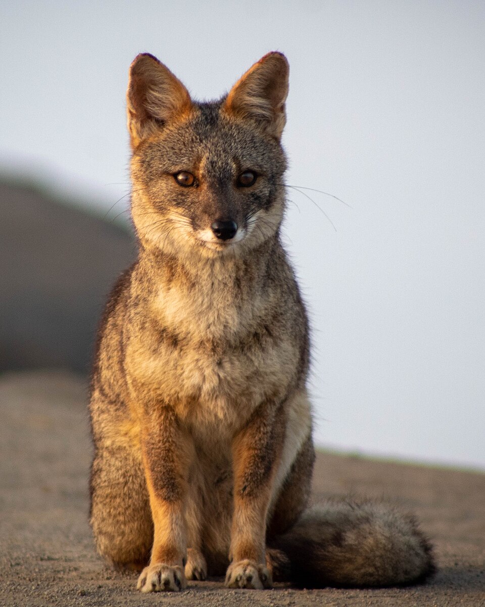 Sechuran fox