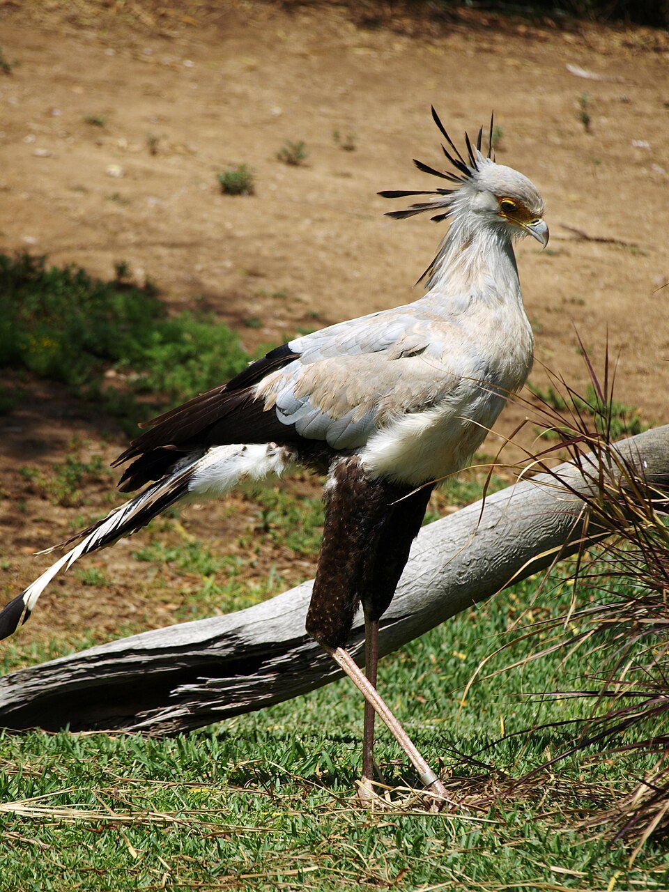 Secretarybird