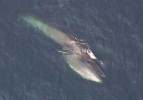 Sei whale