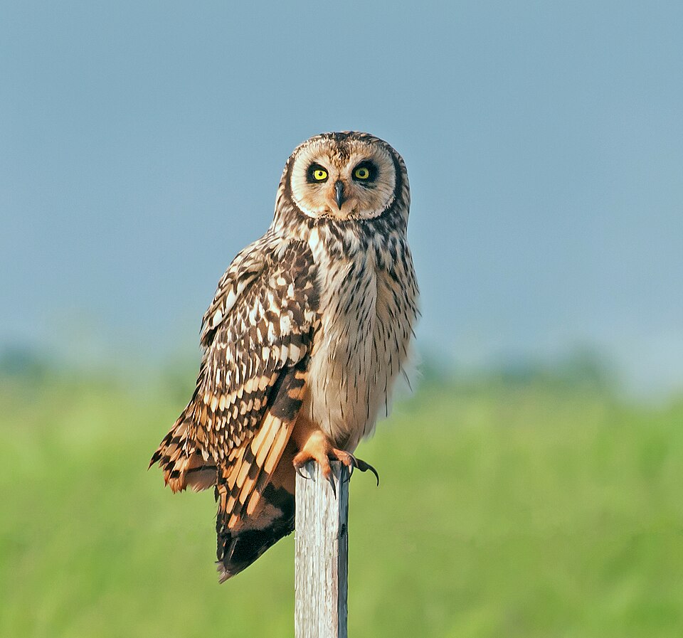 Short-eared Owl