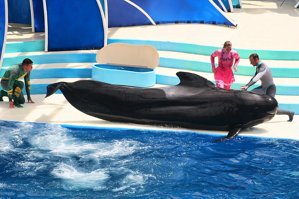 short-finned pilot whale