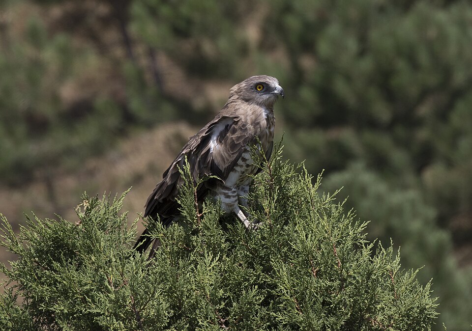 Short-toed Snake Eagle
