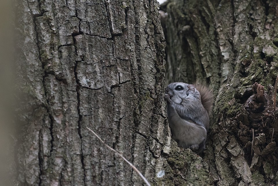 Siberian flying squirrel