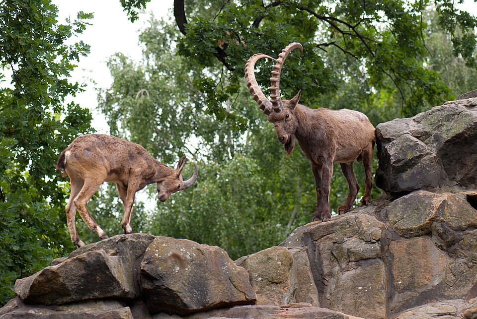 Siberian ibex