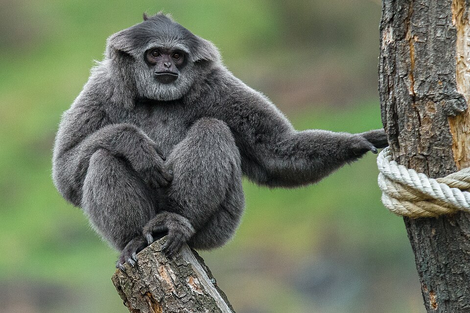silvery gibbon