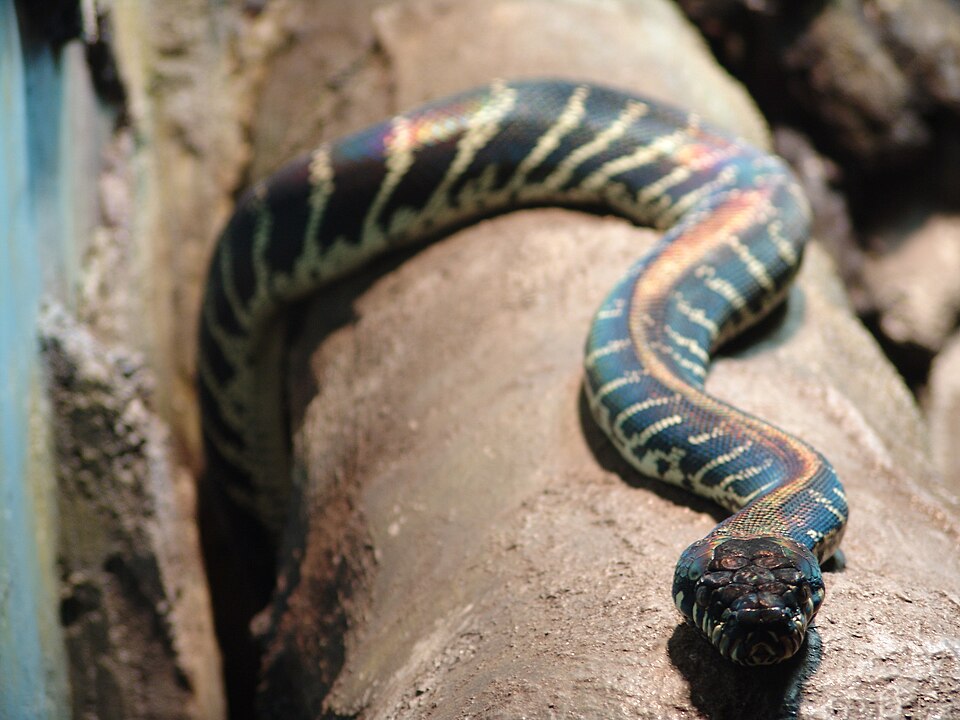 Boelen-Python
