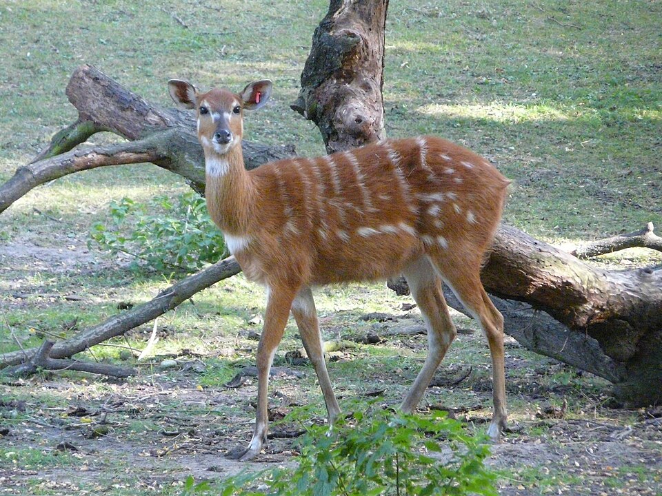 sitatunga