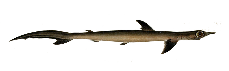 Sliteye shark