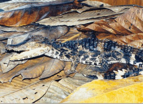 Smooth-fronted caiman