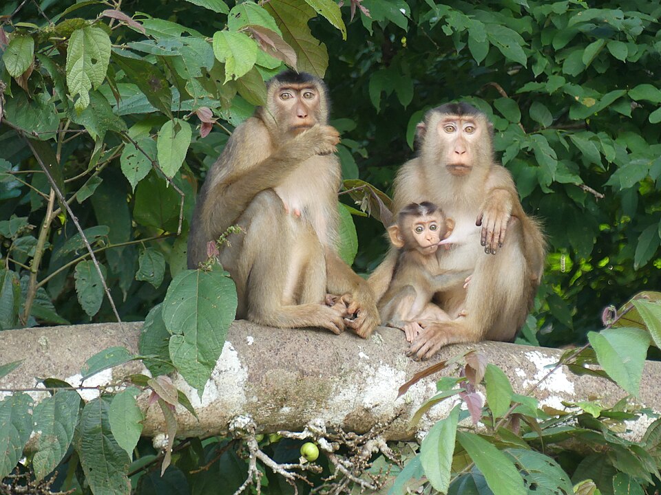 southern pig-tailed macaque