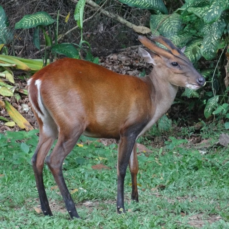 Southern red muntjac