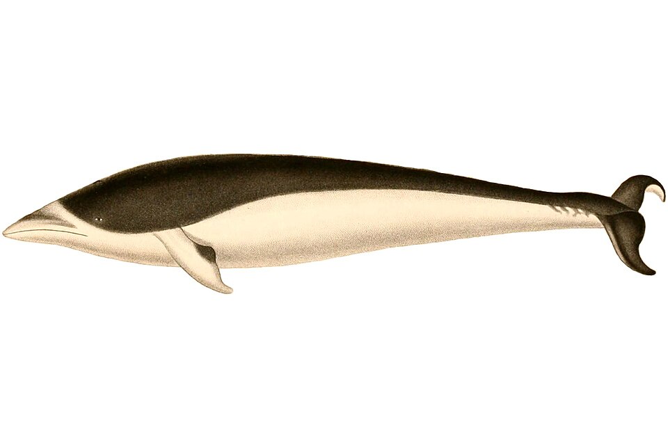 Southern right whale dolphin