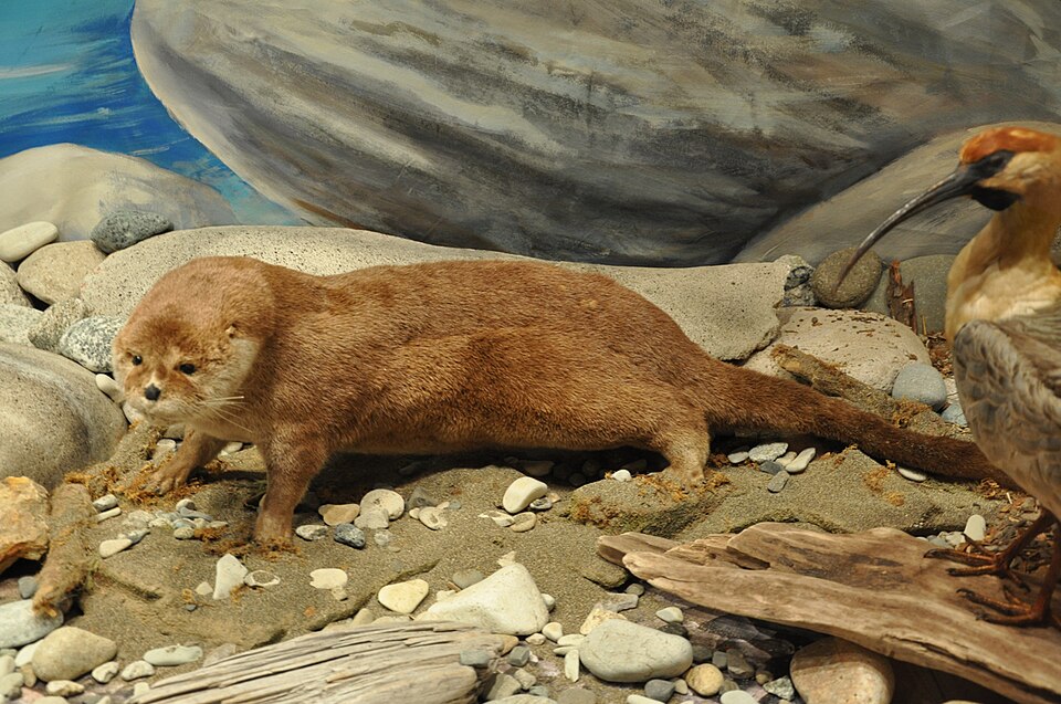 Southern river otter