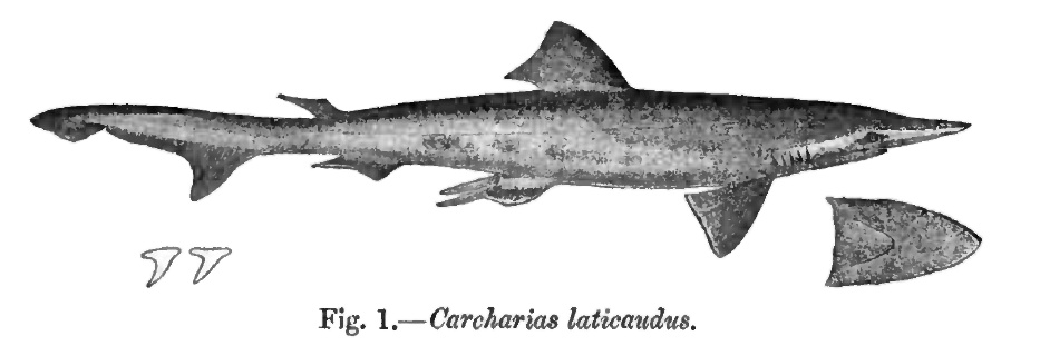 Spadenose shark