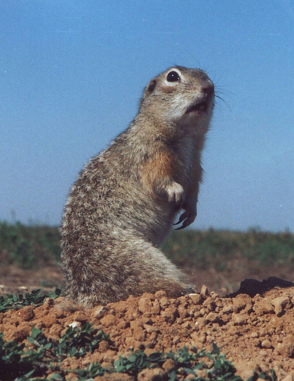 Speckled ground squirrel