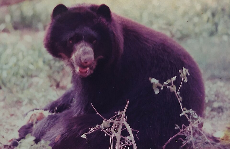 spectacled bear