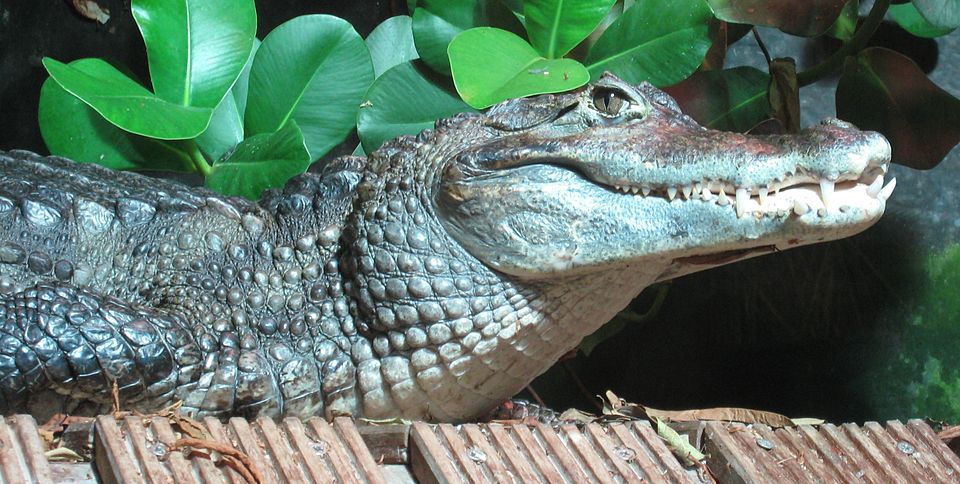 Spectacled caiman