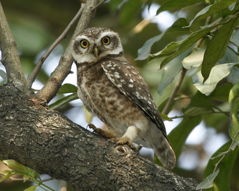 Spotted Owlet