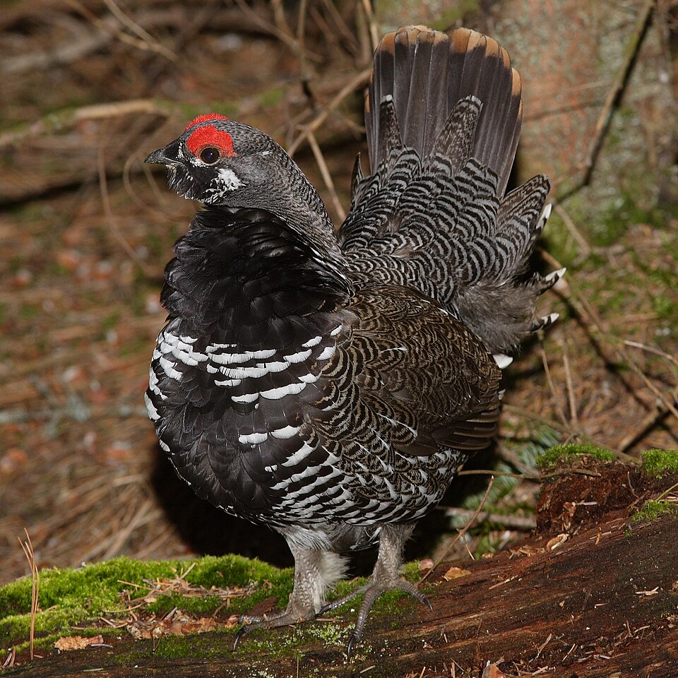 Spruce Grouse