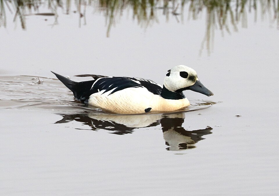 Steller’s Eider