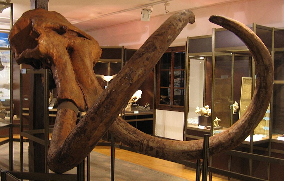 Steppe mammoth