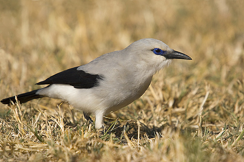 Stresemann's Bushcrow