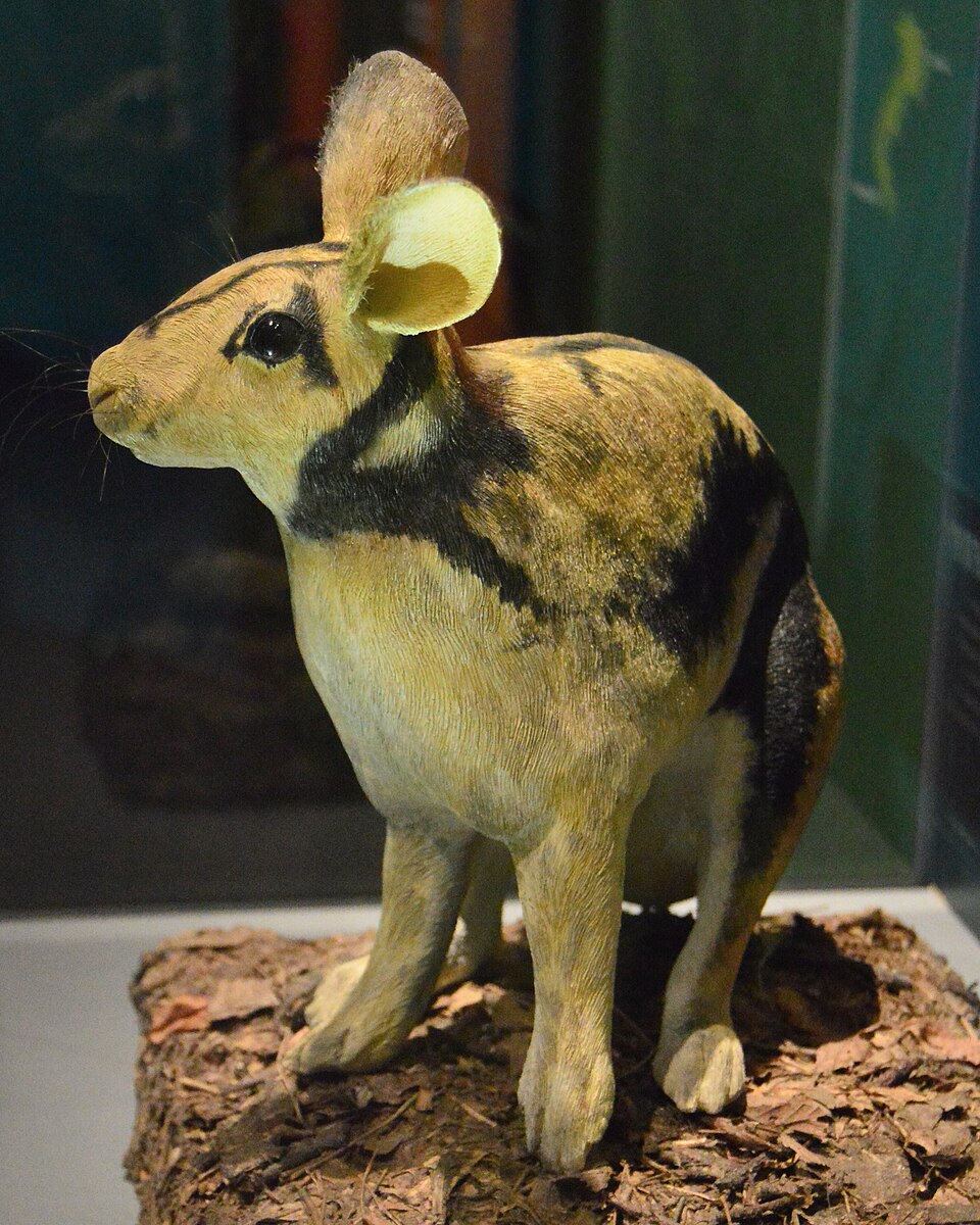 Sumatran striped rabbit