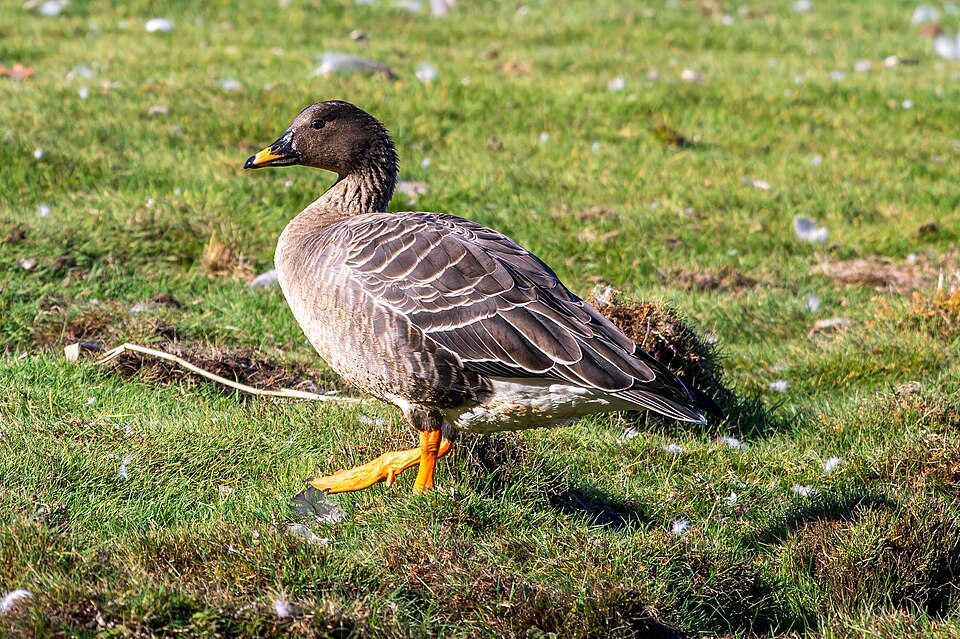 taiga bean goose