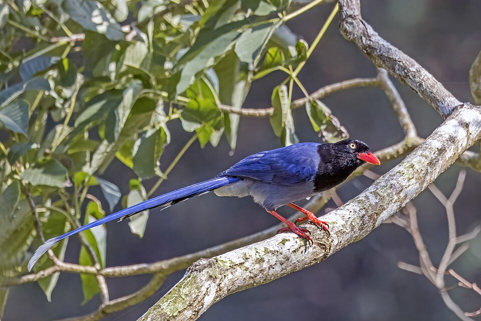 Taiwan Blue Magpie