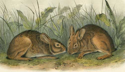 Tapeti