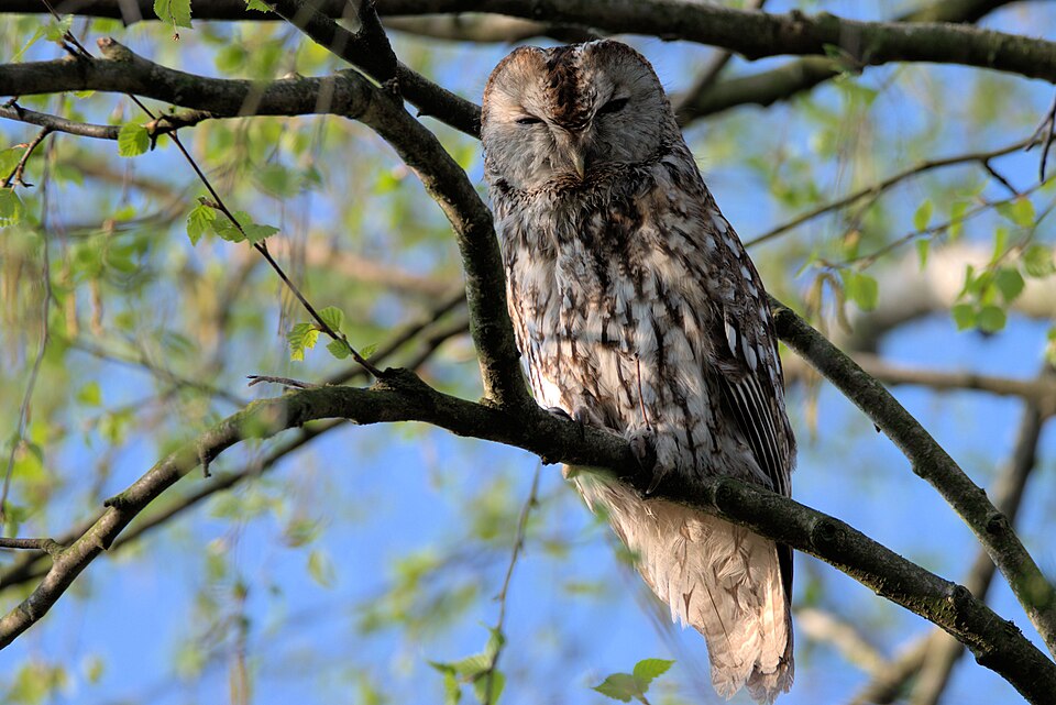 tawny owl