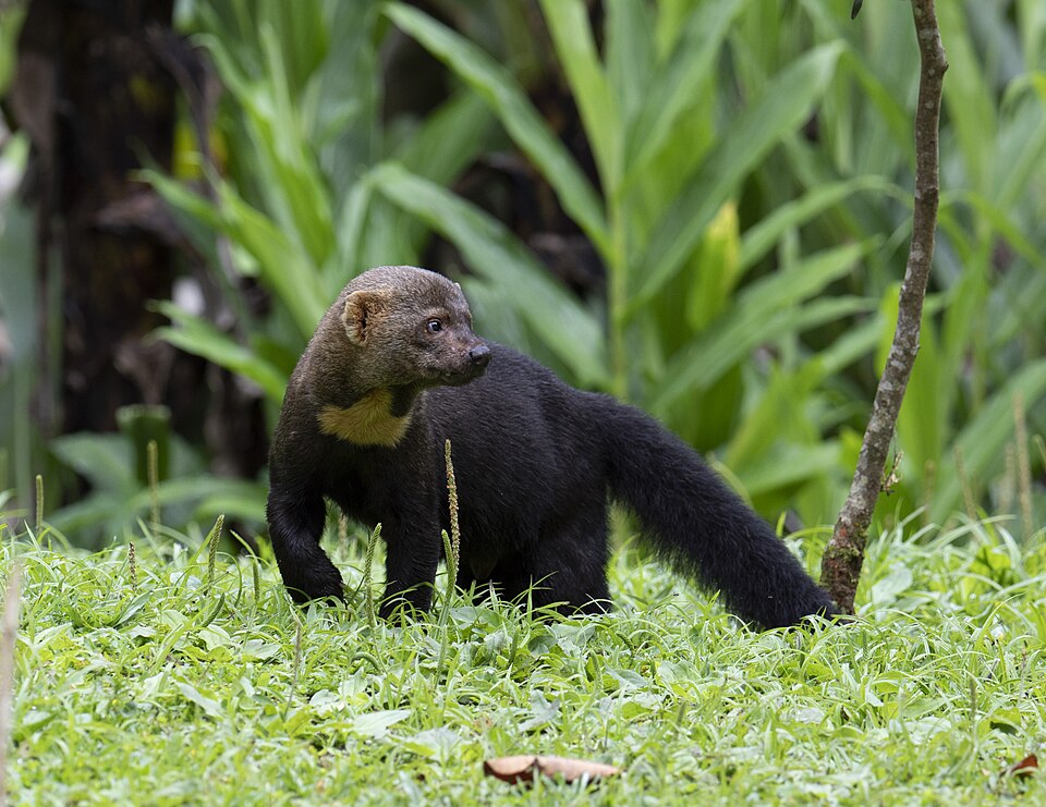 tayra
