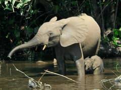 African forest elephant